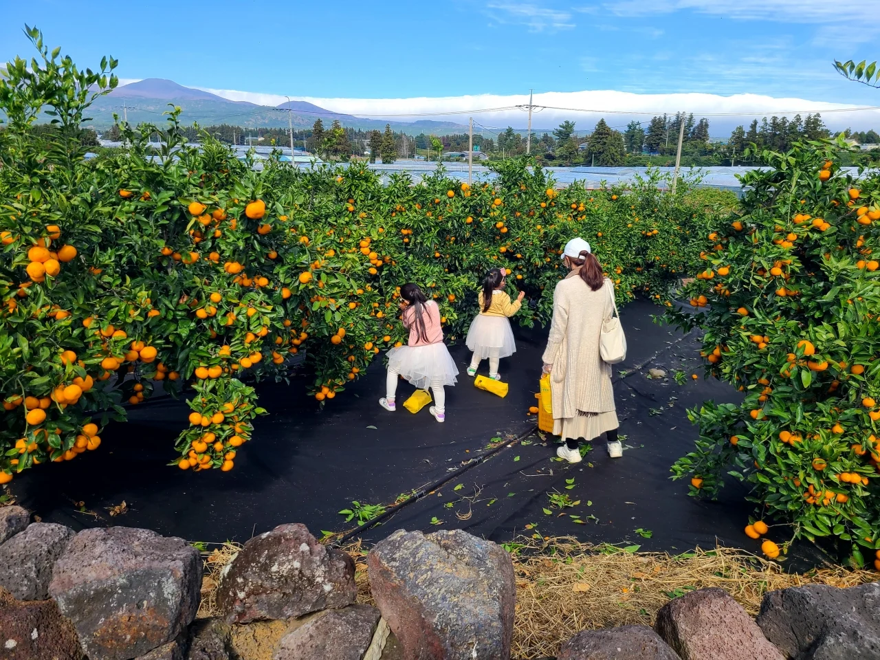 Tangerine (Gyul) Picking Experience — Winter Hallabong Peak — gallery image 2